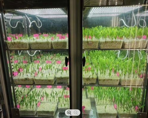 دستگاه جوجه کشی جعبه رشد گیاه LIYI اتاق رشد گیاهی آب و هوای مصنوعی جوانه زنی بذر